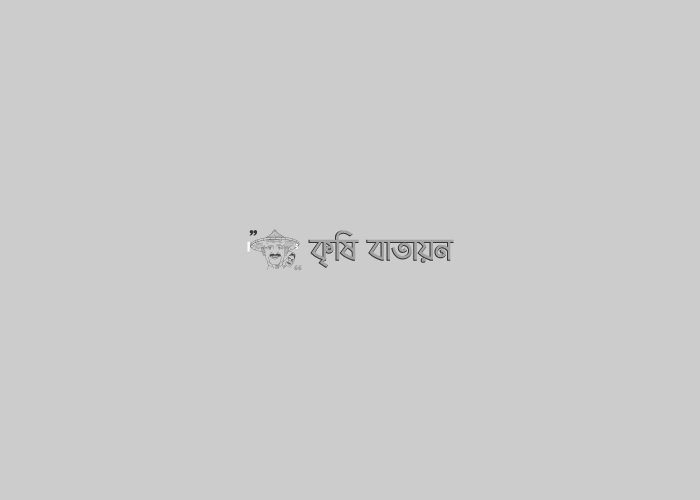 বাঁধাকপির উৎপাদন প্রযুক্তি