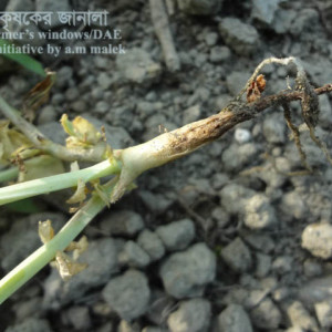 মটরশুটি গোড়া পচা রোগ